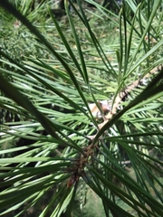 Pinus sylvestris