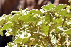Solanum tomentosum tomentosum