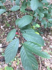 Frangula betulifolia