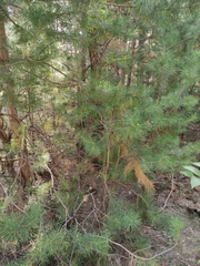 Pinus sylvestris