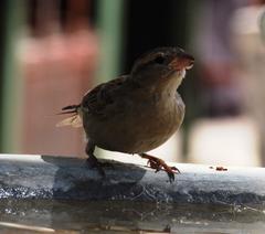 Passer domesticus indicus