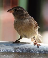 Passer domesticus indicus