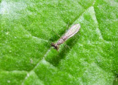 Hemerodromiinae