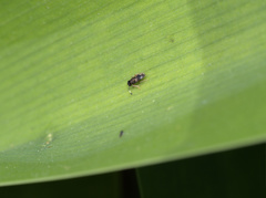 Encyrtinae