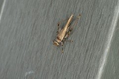 Svistella bifasciata