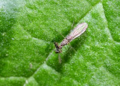 Hemerodromiinae