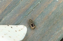 Bembidion niloticum