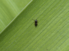 Encyrtinae