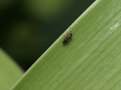 Encyrtinae