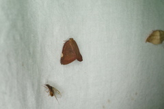 Ricania sublimata