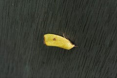 Earias pudicana