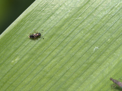 Encyrtinae