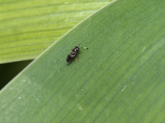 Encyrtinae