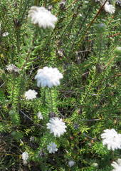 Phylica curvifolia