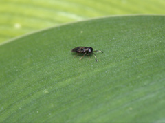 Encyrtinae
