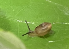 Bradybaena similaris