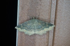 Arytrura subfalcata
