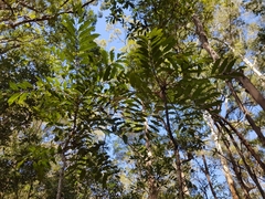 Cupaniopsis newmanii