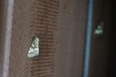 Dysmilichia gemella
