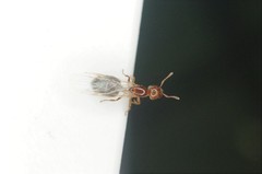 Crematogaster matsumurai