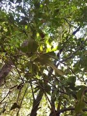 Macadamia integrifolia