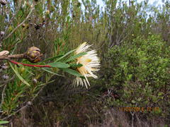 Protea lanceolata