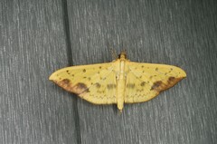 Botyodes principalis