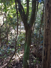 Macadamia integrifolia