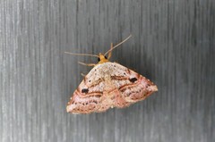 Perynea subrosea