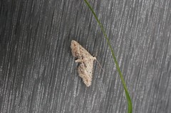 Araeopteron fragmenta