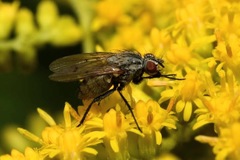 Anthomyia liturata