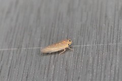 Phlogotettix cyclops