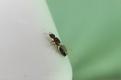 Crematogaster matsumurai