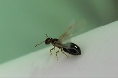 Crematogaster matsumurai