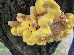 Laetiporus sulphureus
