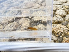 Halichoeres tenuispinis