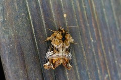 Callopistria repleta