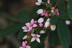 Boronia umbellata