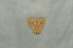 Tabidia strigiferalis