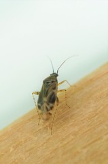 Plagiognathus amurensis