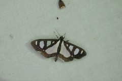 Glyphodes quadrimaculalis