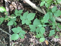Rubus roribaccus