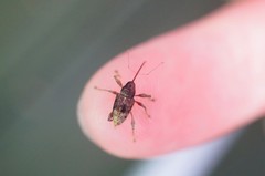 Curculio sikkimensis