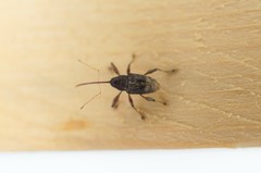 Curculio sikkimensis