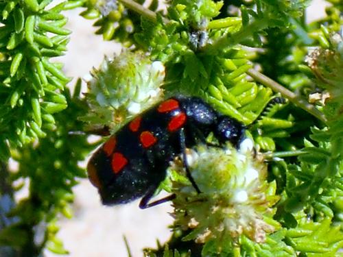 Ceroctis aliena · iNaturalist