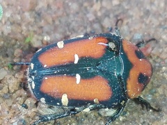 Gametis versicolor