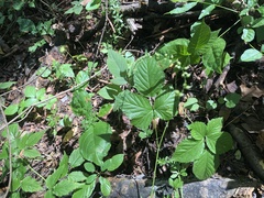 Rubus roribaccus
