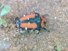 Gametis versicolor