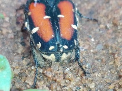 Gametis versicolor