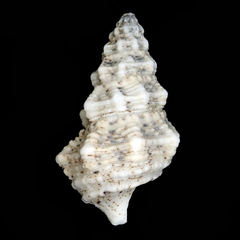 Cerithium columna